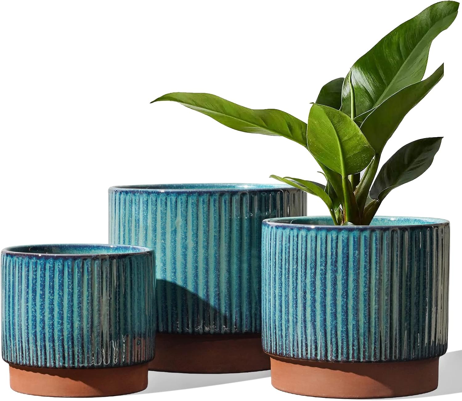 Set of 3 Ceramic Plant Pots wi - огляд і ціна Aloe Vera Pot