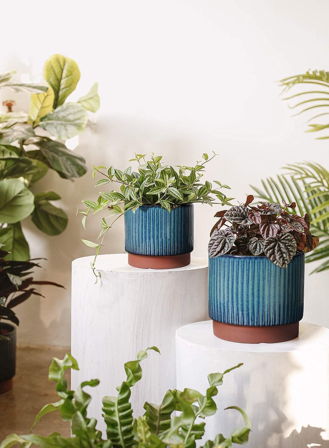 Set of 3 Ceramic Plant Pots wi - огляд і ціна Aloe Vera Pot