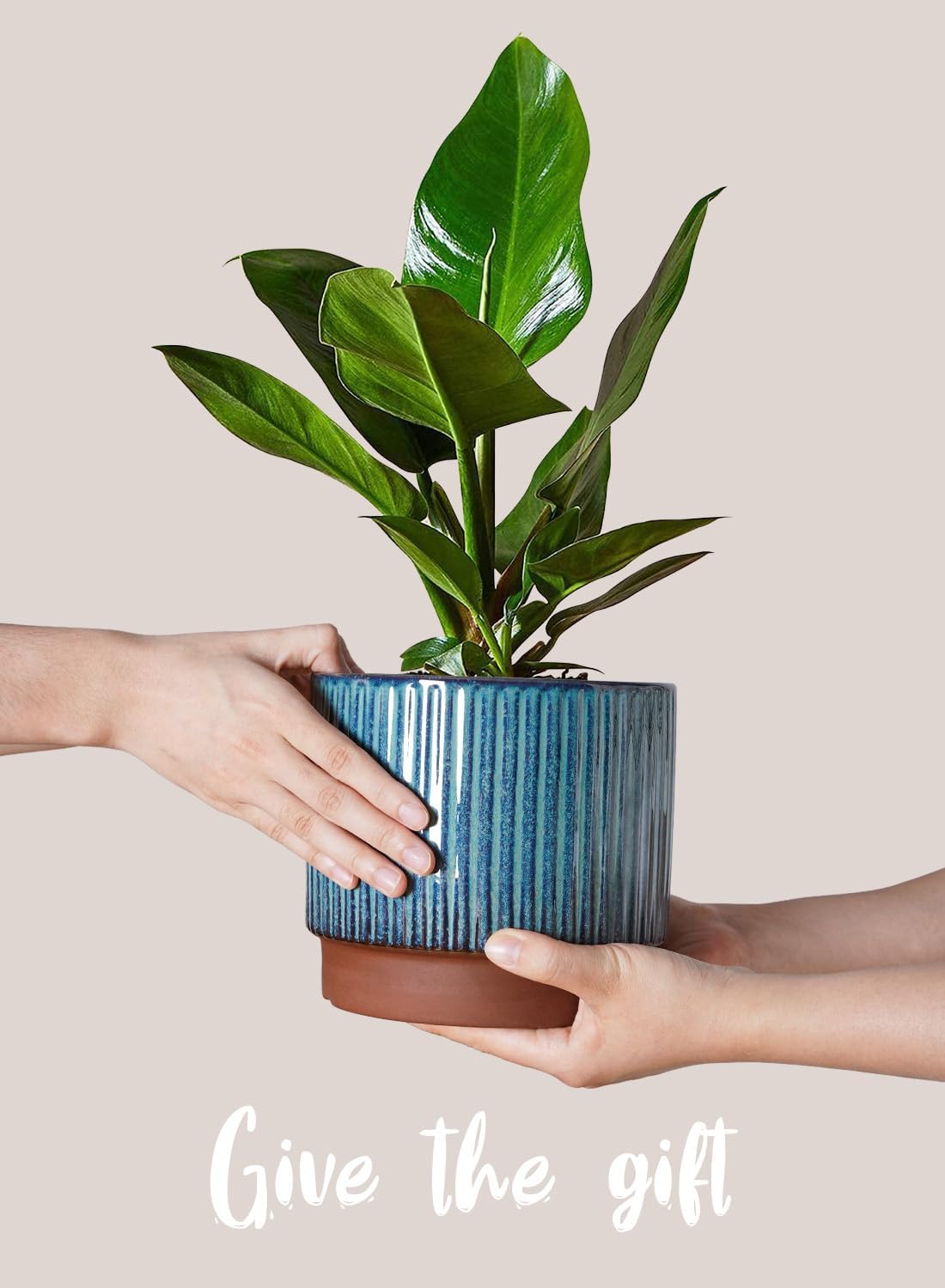 Set of 3 Ceramic Plant Pots wi - огляд і ціна Aloe Vera Pot