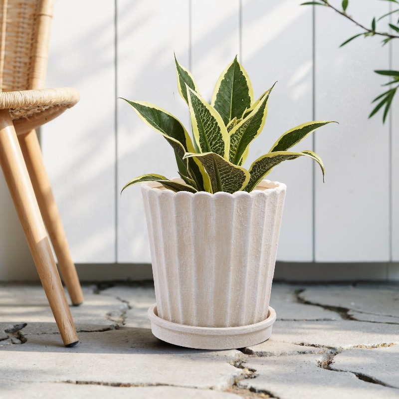 8 Inch Shell Planter Cream Cer - огляд і ціна Aloe Vera Pot