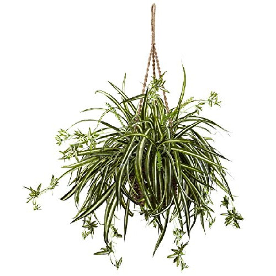 Spider Plant Hanging Basket fo - огляд і ціна Spider Plant Hanging