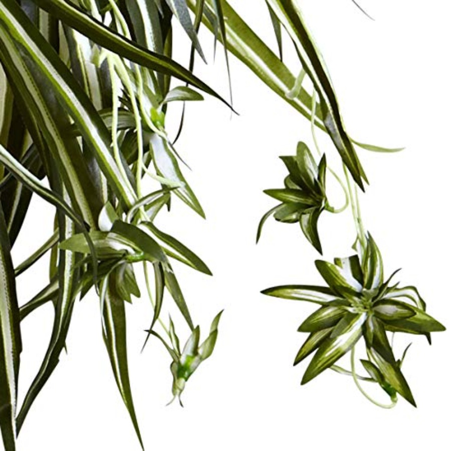Spider Plant Hanging Basket fo - огляд і ціна Spider Plant Hanging