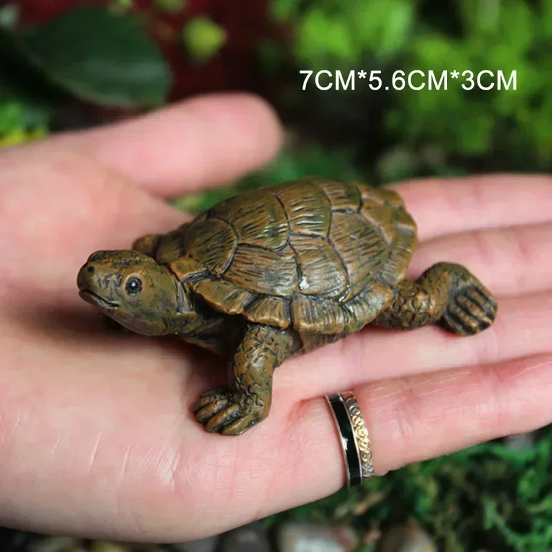 Simulation of Small Turtle Res - огляд і ціна Echeveria Succulent