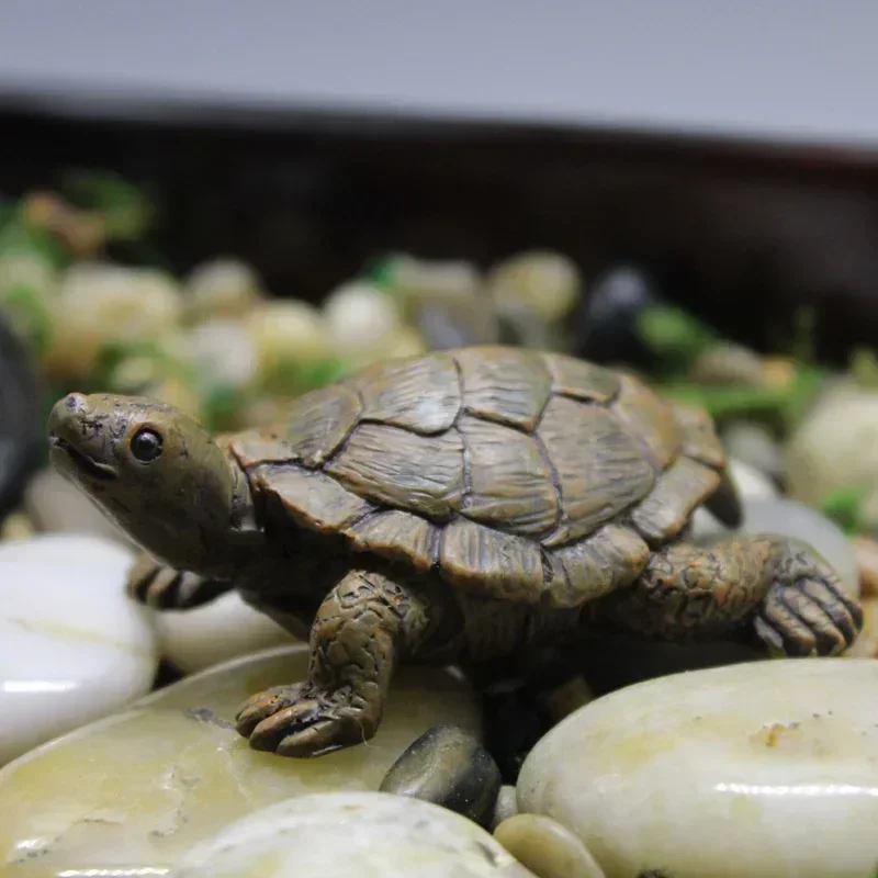 Simulation of Small Turtle Res - огляд і ціна Echeveria Succulent
