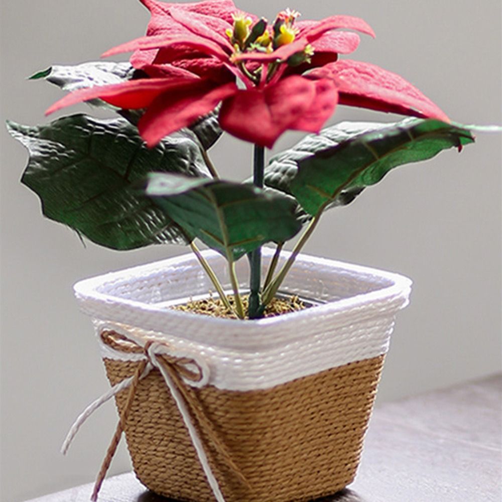 Paper Rope Braided Braided Flo - огляд і ціна Aloe Vera Pot
