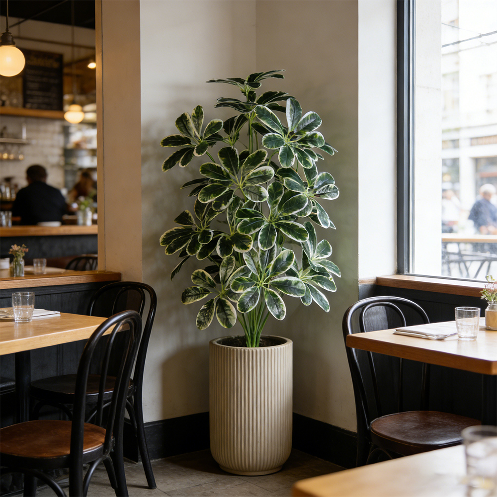 50-75cm Artifficial Maranta Pl - огляд і ціна Dracaena Marginata