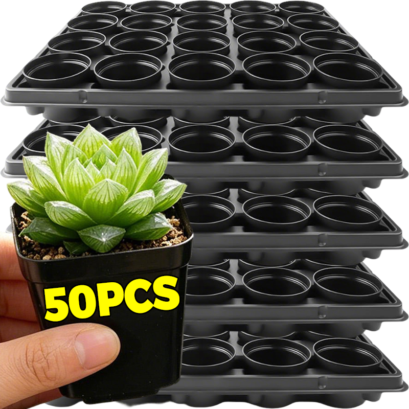 10/50Pcs Square Succulent Plas - огляд і ціна Echeveria Succulent