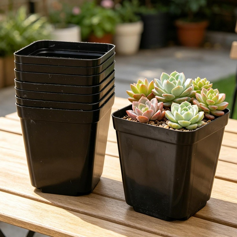 10/50Pcs Square Succulent Plas - огляд і ціна Echeveria Succulent