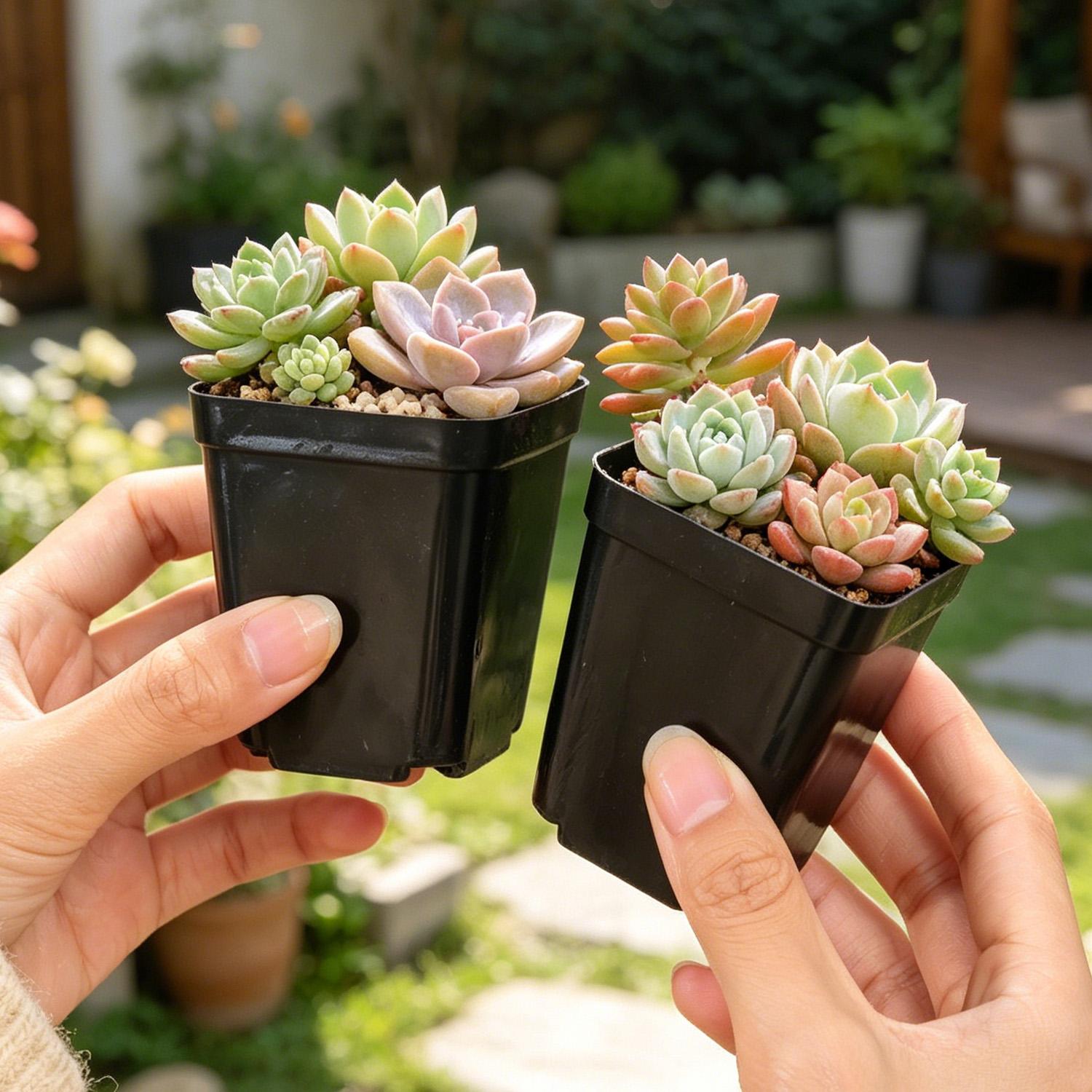 10/50Pcs Square Succulent Plas - огляд і ціна Echeveria Succulent