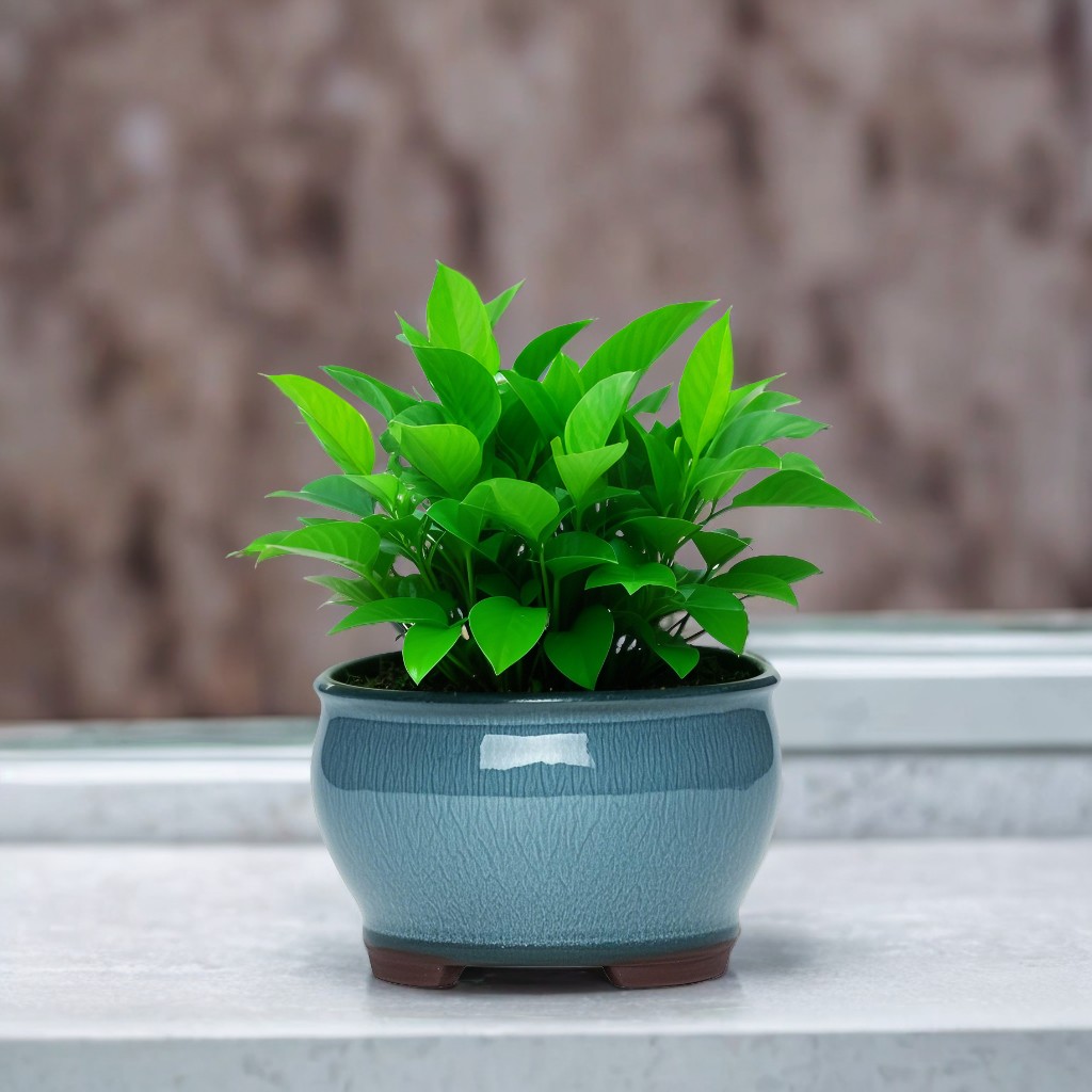 Ceramic Garden Planter Pots Ce - огляд і ціна Aloe Vera Pot