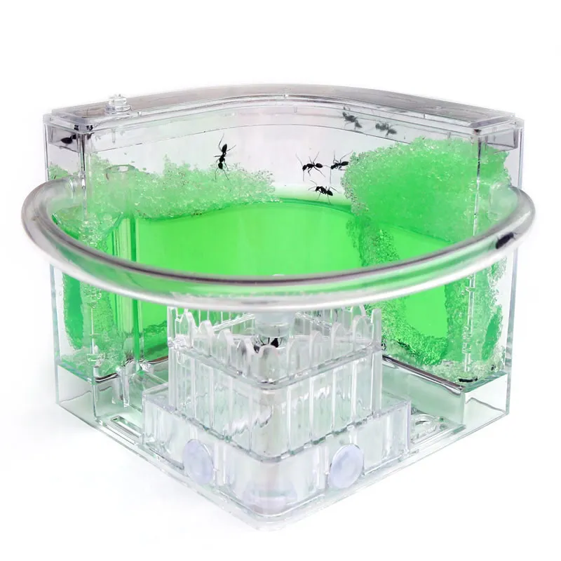Ant Workshop Roller Coaster Ec - огляд і ціна Begonia Rex